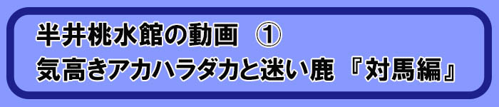 気高きアカハラダカと迷い鹿　対馬編